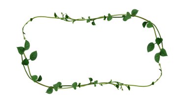 Kalp şeklindeki yeşil sulu yaprakların doğa düzeni Malabar bitkisine tırmanan ıspanak ya da sürünen sarmaşık ıspanağı (Basella alba) beyaz arka planda izole edilmiş, kırpma yolu.