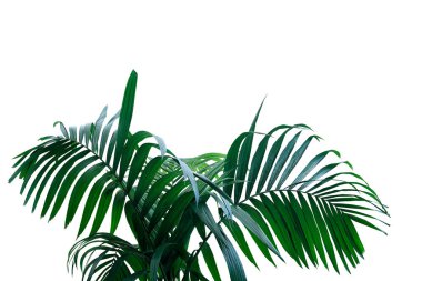 Yağmur ormanlarındaki palmiye ağaçlarının koyu yeşil yaprakları beyaz arka planda izole edilmiş tropikal yaprak bitkisi, kırpma yolunu da kapsar..