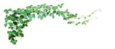 Çalı üzümü veya üç yapraklı yabani asma cayratia (Cayratia trifolia) liana sarmaşık bitkisi çalılığı, beyaz arka planda izole edilmiş doğa çerçevesi orman sınırı, kırpma yolu. 