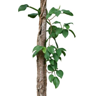 Kalp şeklinde yeşil yapraklar orman ağaç gövdesine tırmanan yaban fildişi bitkisi beyaz arka planda izole edilmiş, kırpma yolu dahil.