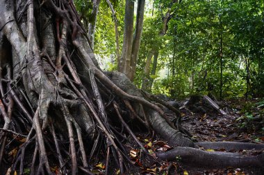Yağmur sonrası ıslak zeminde dağınık kökleri olan orman ağacı gövdesi, tropikal yağmur ormanı arka planında muson ormanı izleri.