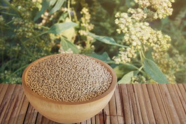 Süperyiyecek kinoa tohumları dünyanın en popüler glütensiz sağlıklı gıdalarından biridir. Bambu kalas masa üzerinde ahşap kasede quinoa bitkisine karşı bulanık arka plan.