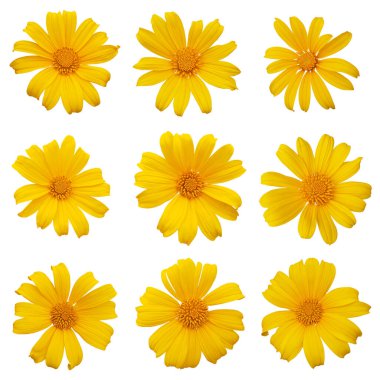 Meksika ayçiçeği veya ağaç kadife çiçeği (Tithonia diversifolia) Meksika 'ya özgü süs bitkisi, 9 büyük papatya benzeri sarı çiçek başlı seti kırpma yolu ile beyaz arka planda izole edilmiştir..