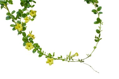 Parlak yeşil yaprakları ve sarı Allamanda çiçekleri olan çarpık sarmaşıkların doğa çerçevesi ya da yaygın trompet sarmaşığı beyaz arka planda izole edilmiş süs çiçekleri, kırpma yolu