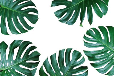 Canavarın koyu yeşil yaprakları veya bölünmüş yapraklı filodendron (Monstera deliciosa) tropikal bitki örtüsü..