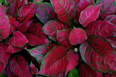 Red Aglaonema the colorful foliage houseplant variegated leaves pattern nature texture on dark background. clipart