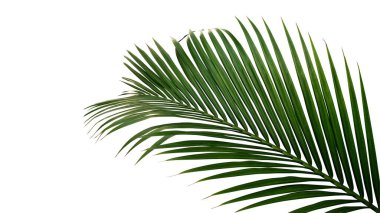 Nipa palmiyesi veya mangrov palmiyesinin yeşil yaprakları (Nypa meyveleri) tropikal yeşil bitkiler beyaz arka planda izole edilmiş, kırpma yolu dahil.