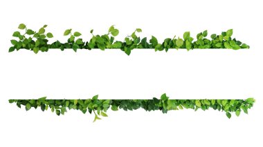 Green leaves nature frame border of devil's ivy or golden pothos the tropical foliage plant on white background. clipart