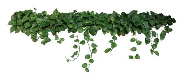 Kalp şeklindeki yeşil yapraklar şeytan sarmaşığı ya da altın tutamlar (Epipremnum aureum), tropikal bitki çalıları beyaz arka planda izole edilmiş asma dalları, kırpma yolu dahil.