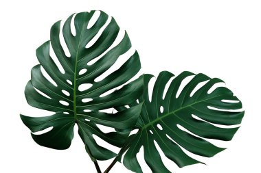 Monstera veya bölünmüş yapraklı filodendron (Monstera deliciosa) koyu yeşil yaprakları beyaz arka planda izole tropikal bitki, kırpma yolu dahil.