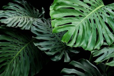 Tropikal yapraklar, siyah arka planda bulunan orman yeşillik bitkisi olan bölünmüş yapraklı filodendron Canavarı 'nın (Monstera deliciosa) egzotik çiçek deseni..
