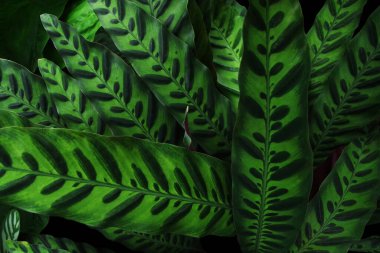 Doğa bitki dokusu, tropikal çıngıraklı yılan bitkisi (Calathea lancifolia) koyu arkaplanda iz bırakır.
