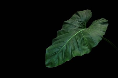 Kalp şeklinde koyu yeşil fildişi yaprağı tropikal bitki, kapalı alanda siyah arka planda izole edilmiş ev bitkisi..