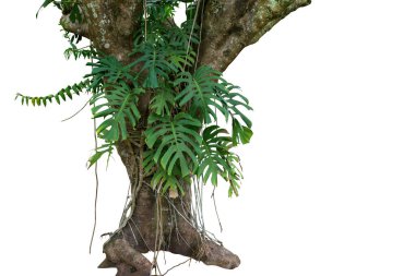 Orman ağacı gövdesi ve tropikal yaprak bitkileri, Monstera (Monstera deliciosa) ve orman orkidesi yeşil yaprakları beyaz arka planda yalıtılmış ve kırpma yolu ile yalıtılmış.
