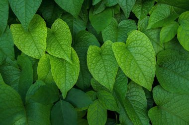 Kalp şeklinde yeşil buruşuk mercan yaprağı ya da aşk zinciri (Antigonon leptopus), tropikal yağmur ormanları bitki örtüsü doğası koyu arkaplanda iz bırakır..