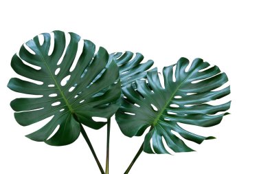 Monstera veya bölünmüş yapraklı filodendron (Monstera deliciosa) koyu yeşil yaprakları beyaz arka planda izole tropikal bitki, kırpma yolu dahil.