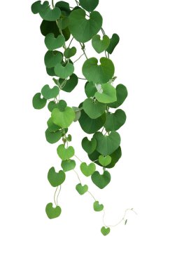 Gaping Dutchman 's Pipe' ın (Aristolochia ringens) kalp şeklinde yeşil yaprak sarmaşıkları, tropikal süs bitkisi çalıları, beyaz arka planda izole edilmiş, kırpma yolu dahil.