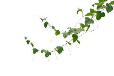 Yabani marakuja ya da çalılık tutku meyvesi (Passiflora foetida) yeşil yapraklar sarmaşık bitkisinin beyaz arka planda izole edilmiş, kırpma yolu dahil.