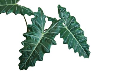 Kris bitkisinin koyu yeşil yaprakları veya Alocasia fil kulağı (Alocasia sanderiana) beyaz arka planda yalıtılmış tropikal yeşillik bitkisi.