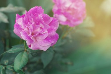 Pembe gül yabani, yumuşak çiçek arka planında bulanık yeşil yapraklar ve sabah ışığı efektiyle büyüyor..
