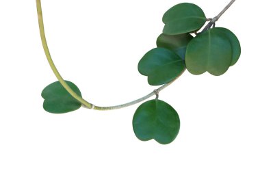Kalp şeklinde sulu yeşil yapraklar tropikal tırmanış bitkisi Sevgili Hoya veya Valentine Hoya (Hoya kerrii) beyaz arka planda izole edilmiş asma sapı, kırpma yolu dahil.