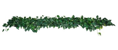 Kalp şeklinde yeşil sarmaşık yaprakları (Epipremnum aureum), tropikal bitki dalları beyaz arka planda izole edilmiş, kırpma yolu dahil olmak üzere.