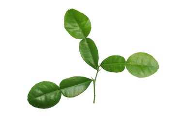Beyaz arka planda izole edilmiş dikenli yeşil yapraklı tropik bitkisel bitkisel Kaffir kireci (Citrus hystrix) yeşil yapraklar, kırpma yolu dahil.