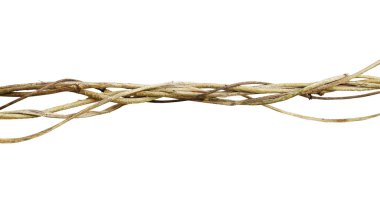 Kurumuş sarmaşıklar beyaz arka planda izole edilmiş, kırpma yolu da dahil..