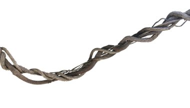 Çarpık orman sarmaşıkları, beyaz arka planda izole edilmiş tropikal liana bitkisi, kırpma yolu dahil.