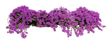 Büyük çiçek açan mor Bougainvillea çalısı tropikal çiçek dağcısı asma bitkisi beyaz arka planda izole edilmiş, kırpma yolu dahil.
