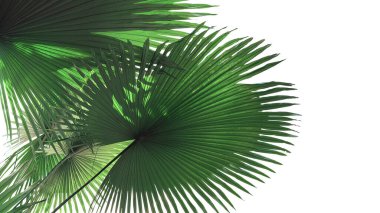Fan-shaped green leaves with light and shadow of White Elephant Palm or King Thai Palm (Kerriodoxa elegans) the rare tropical rainforest plant isolated on white background, clipping path included. clipart