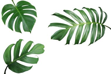Tropikal yapraklar, Monstera 'nın doğa düzeni ve bölünmüş yapraklı filodendron beyaz arka planda izole edilmiş egzotik yaprak bitkileri, kırpma yolu dahil.