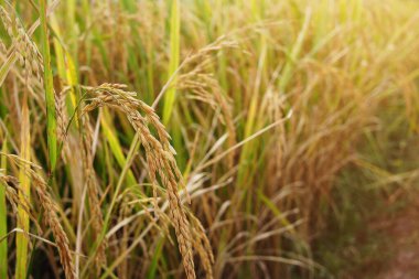 Çeltik tarlasında organik pirinç.