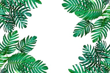 Tropikal yaprak doğası düzeni, Monstera filodendron sonsuz yeşil asmalar, tropikal arkaplan için fotokopi alanı ile beyaza ekilir..