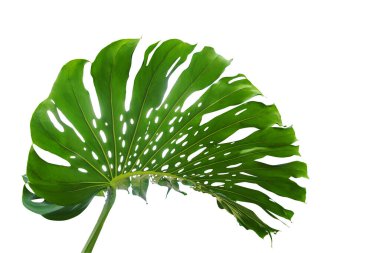 Canavarın yeşil yaprağı (Monstera deliciosa) tropikal yaprak bitkisi beyaz arka planda yalıtılmış, kırpma yolu içerir..