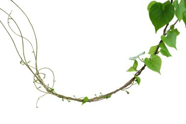 Kalp şeklindeki yeşillik yaprakları, bulanık sabah ihtişamı (Ipomoea obscura), beyaz arka planda izole edilmiş asma bitkisine tırmanıyor.. 