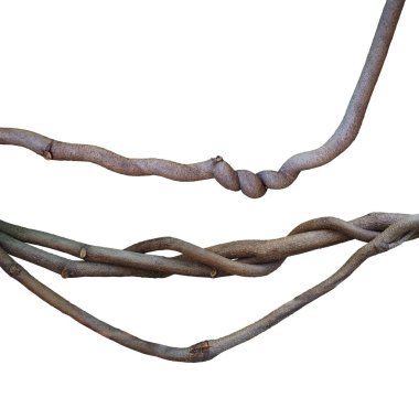 Beyaz arka planda izole edilmiş kıvrık liana orman sarmaşıkları, kırpma yolu da dahil olmak üzere.