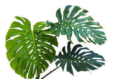 Büyük yeşil canavar yaprakları veya bölünmüş yapraklı filodendron (Monstera deliciosa) tropikal yaprak bitkisi beyaz arka planda yalıtılmış, kırpma yolu içerir.