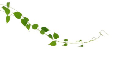 Kalp şeklinde yeşil yaprak tırmanma sarmaşıkları beyaz arka planda izole edilmiş, kırpma yolu dahil. Tıbbî tropikal bitki sinsice sokulur.