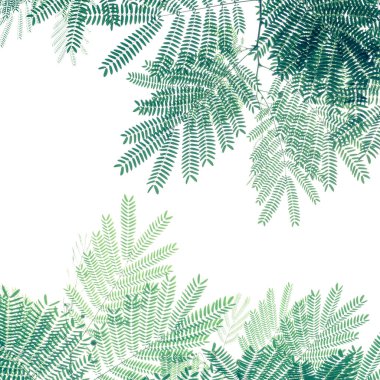 Beyaz arka planda yeşil yaprak deseni, Beyaz Popinac ağacının (Leucaena löcocepphala) doğa yaratıcı düzeni.
