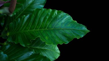 Kuş yuvası Anthurium, Anthurium melezi tropikal yeşillik bitkisi siyah arka planda yeşil yapraklar. 