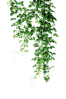 Vahşi asma, Cayratia trifolia (Linn.) Domin. Liana bitkisi beyaz arka planda izole edildi, kırpma yolu dahil. Orman sarmaşıklarının asılı dalları.