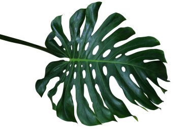 Monstera deliciosa 'nın koyu yeşil tropikal yaprağı, beyaz arka planda izole edilmiş parçalanmış yaprak filodendron egzotik bitki, kırpma yolu dahil.