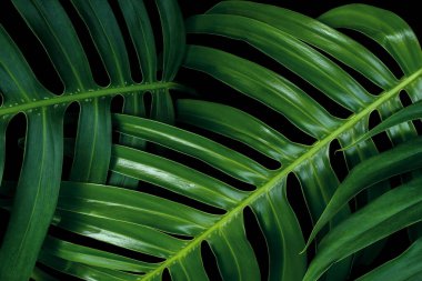 Siyah arkaplanda tropik yeşil yaprak dokusu, duvar sanatı dekorasyonu için Monstera Philodendron bitkisi..