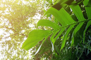 Monstera Philodendron orman ağacına tırmanma bitkisi, yumuşak odaklı tropikal yağmur ormanı arka planında sıcak hava filtreli.