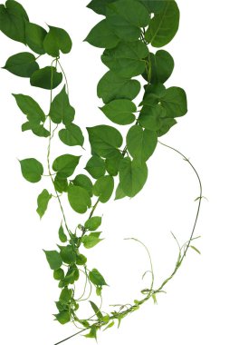 Kalp şeklinde yeşil yapraklı tropikal sarmaşıklar beyaz arka planda izole edilmiş, kırpma yolu da dahil. Tıbbî bitkiler sürünüyor..