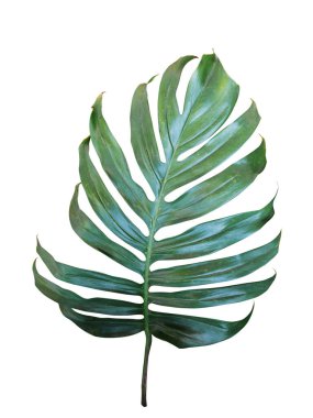Monstera, philodendron tropikal yaprağı beyaz arkaplanda izole, kırpma yolu dahil.