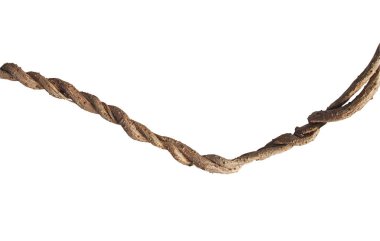 Vahşi sabah ihtişamlı sarmaşıkları beyaz arka planda izole edilmiş liana bitkisi, kırpma yolu dahil.
