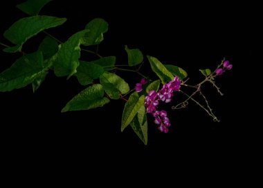 Siyah zemin üzerinde kalp şeklinde yeşil yapraklar ve mercan sarmaşığı (antigonon leptopus) olan pembe çiçekler. Sarmaşık Meksika sarmaşığı, arı çalısı veya Kraliçe sarmaşığı olarak da bilinir..