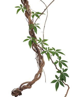 Twisted big jungle vines with leaves of wild morning glory liana plant isolated on white background, clipping path included. clipart